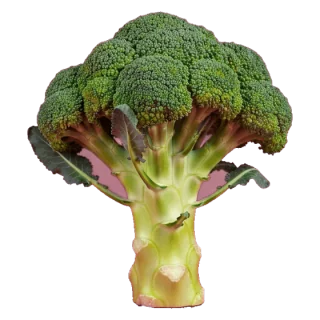 broccoli