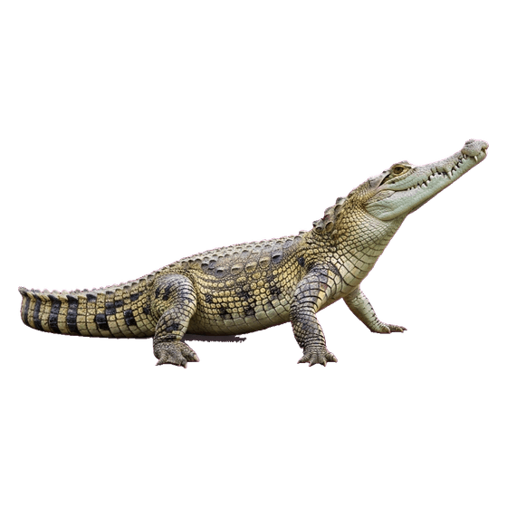 crocodile