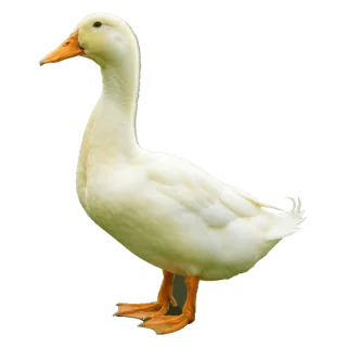 duck