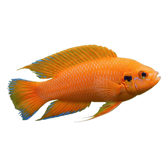 fish