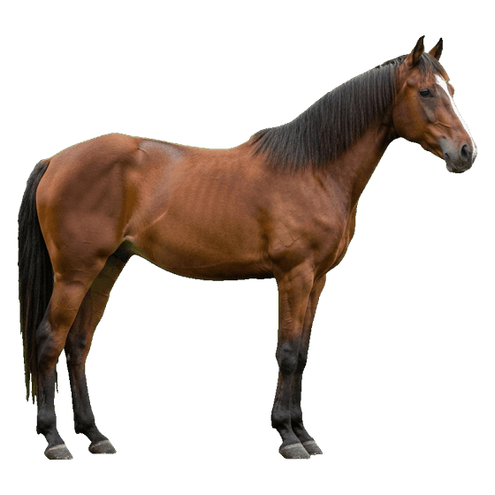 horse