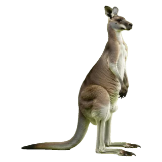kangaroo