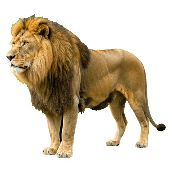 lion
