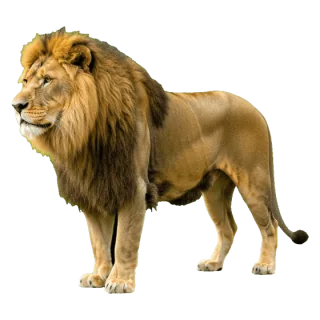 lion