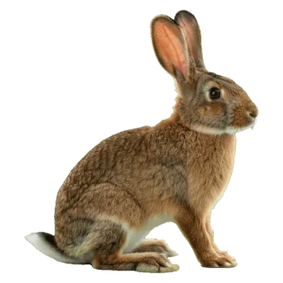 rabbit