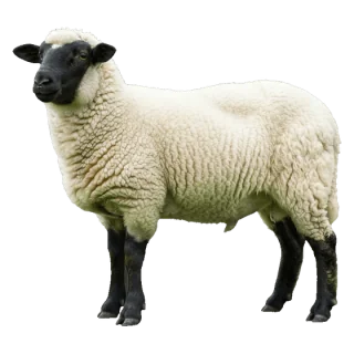 sheep